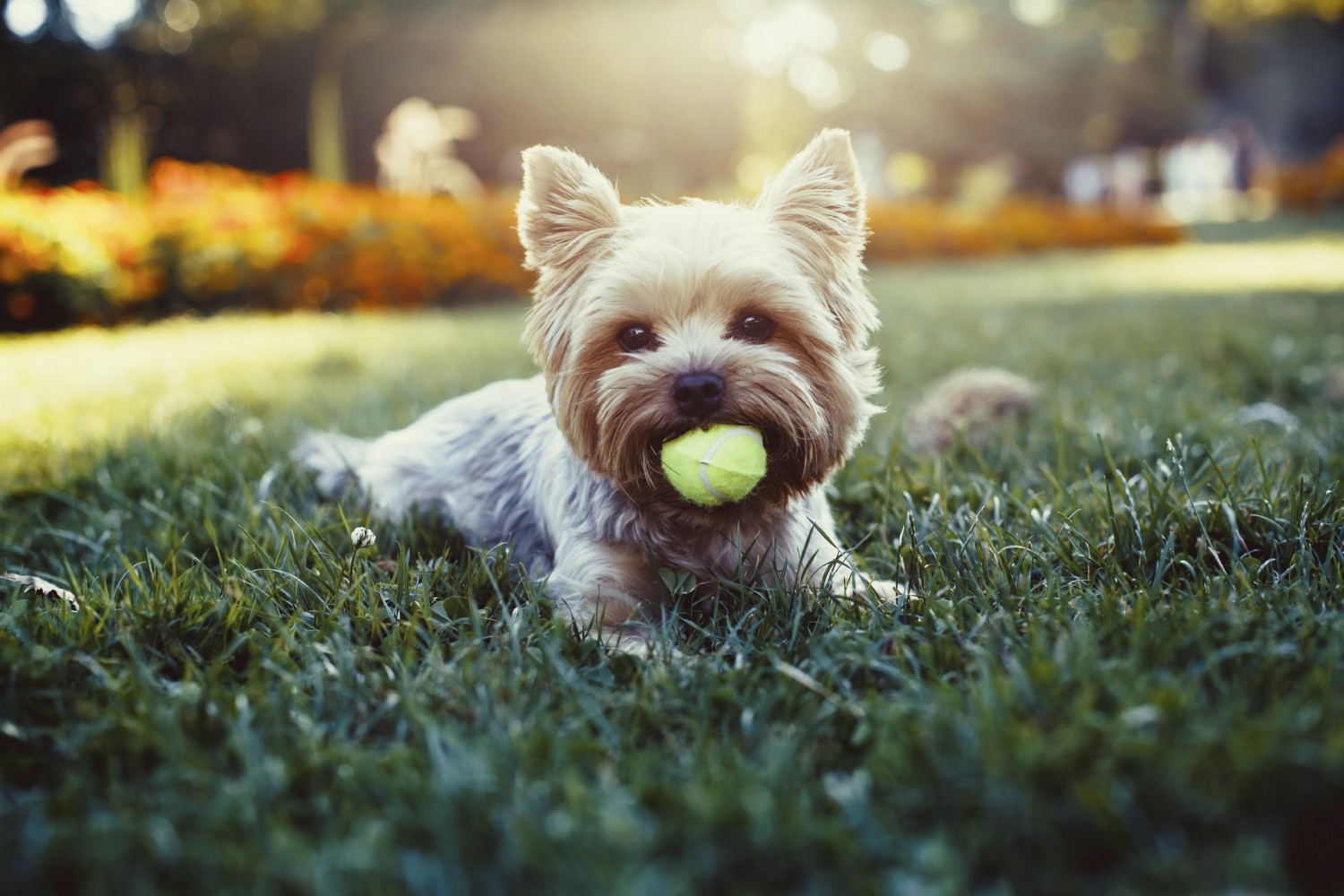 Beautiful yorkshire terrier playing with a ball on a grass