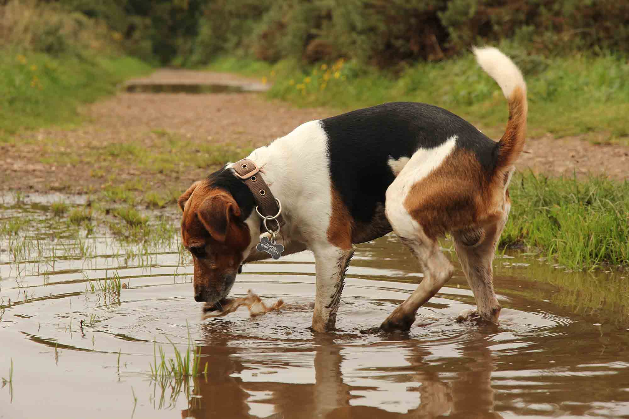 parvo in dogs