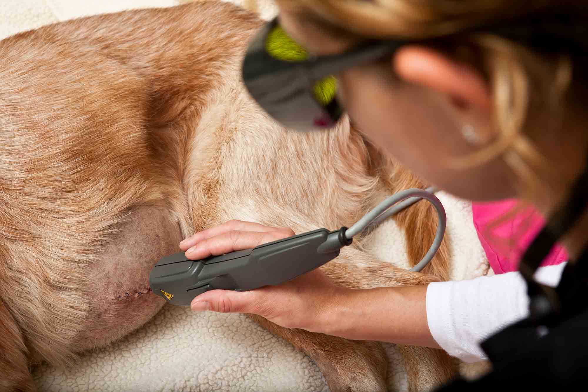 Laser Therapy for Pets