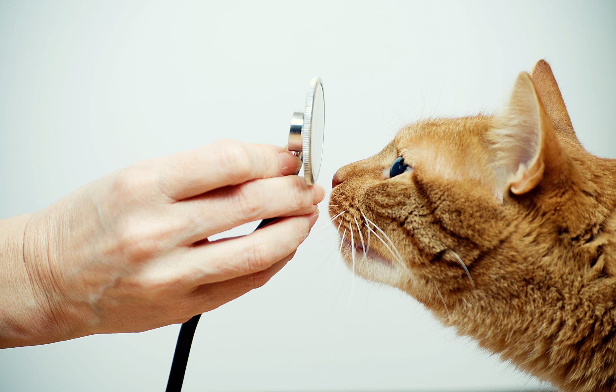 A veterinary internist keeps pets healthy and happy