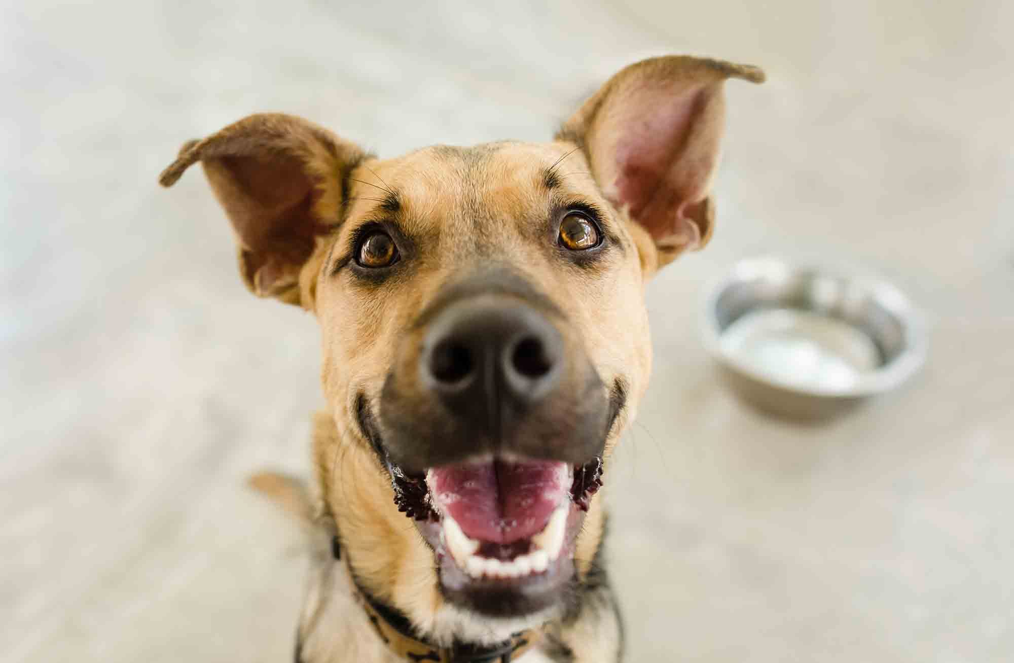 Board with a vet when traveling without your pet!