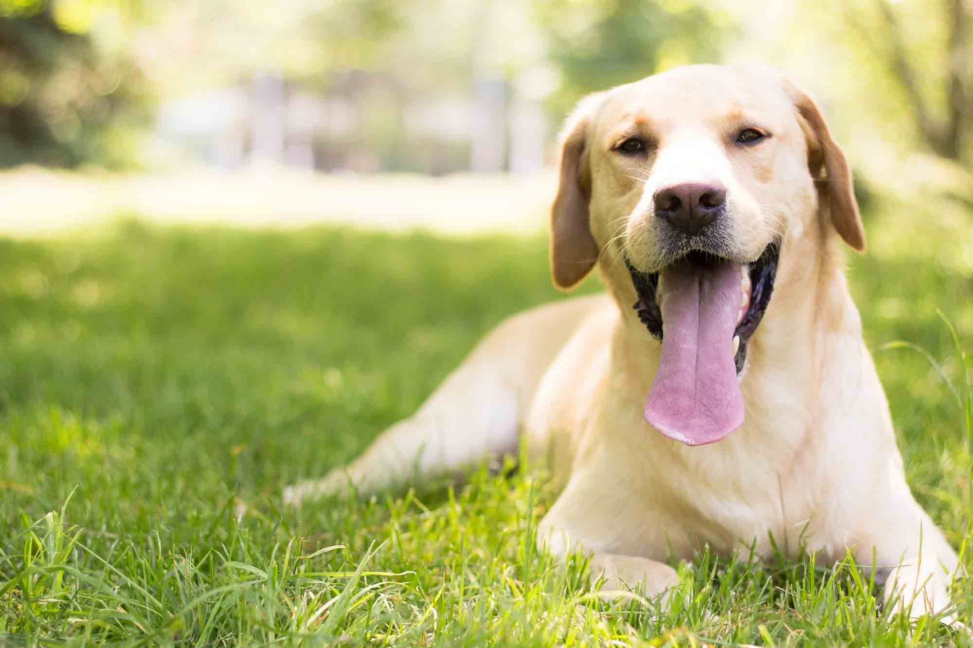 Heat stroke in pets is a true pet emergency.