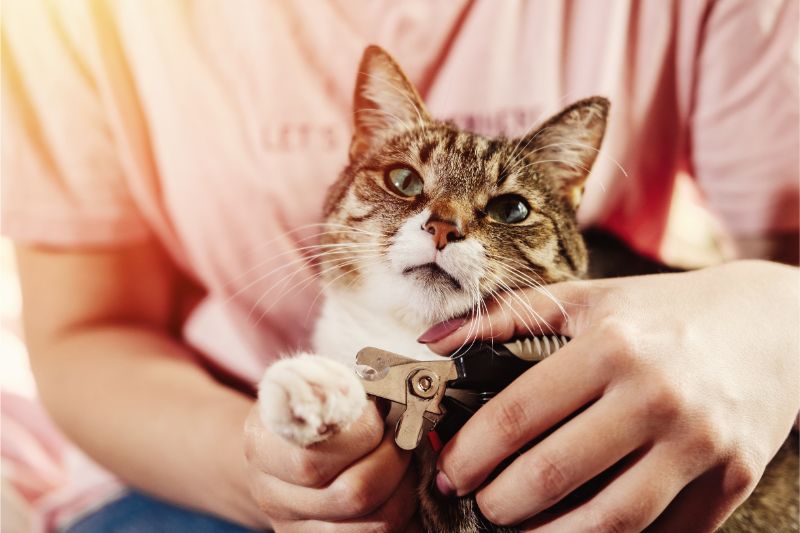 Gray tabby on lab getting claws trimmed