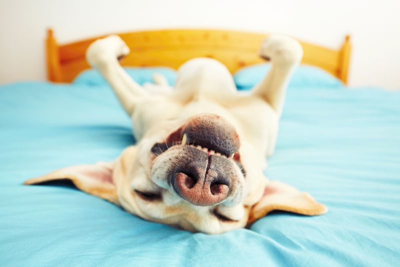 A smiling dog lies on its back on a bed.