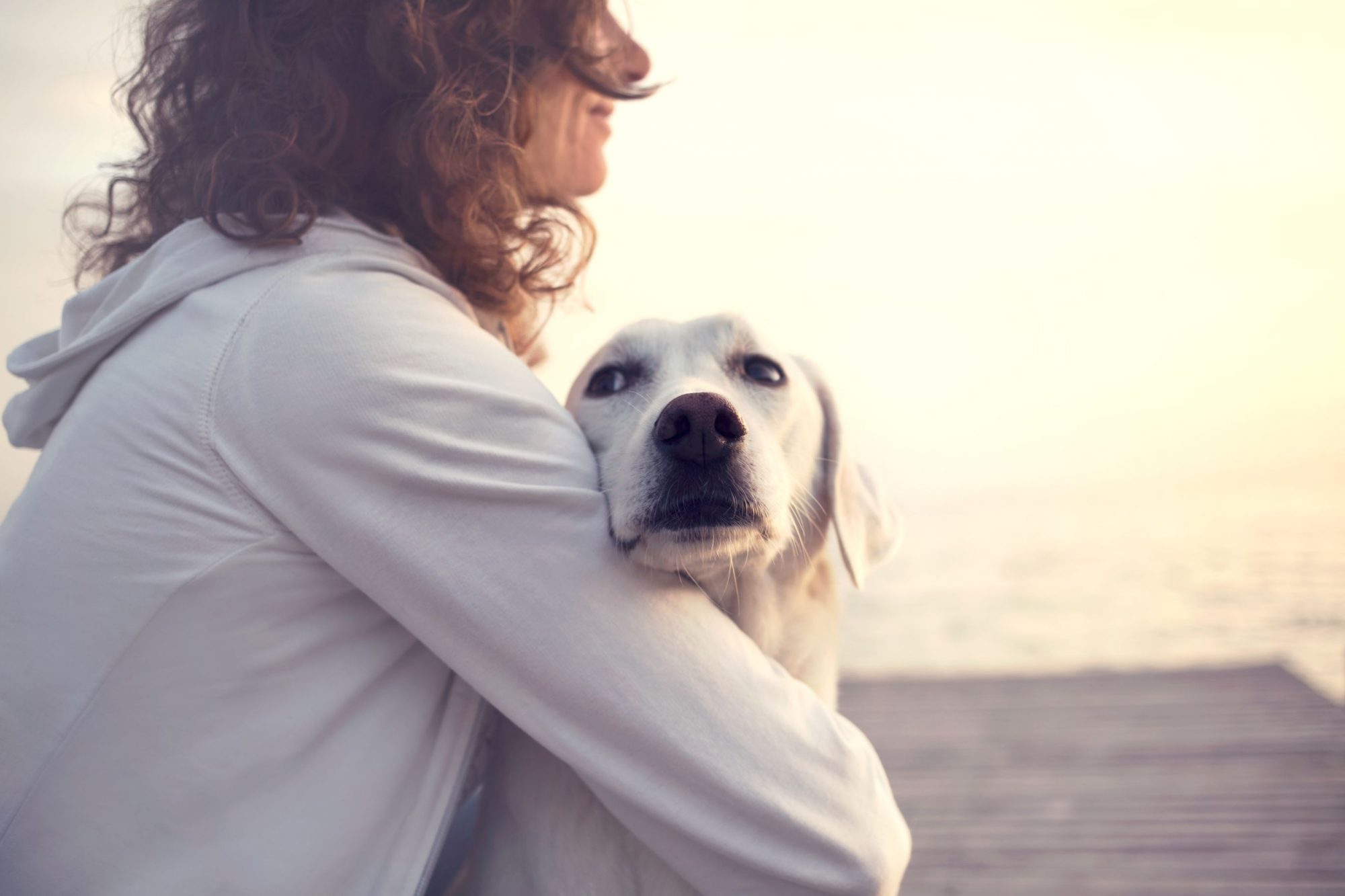 Pet safety while traveling.