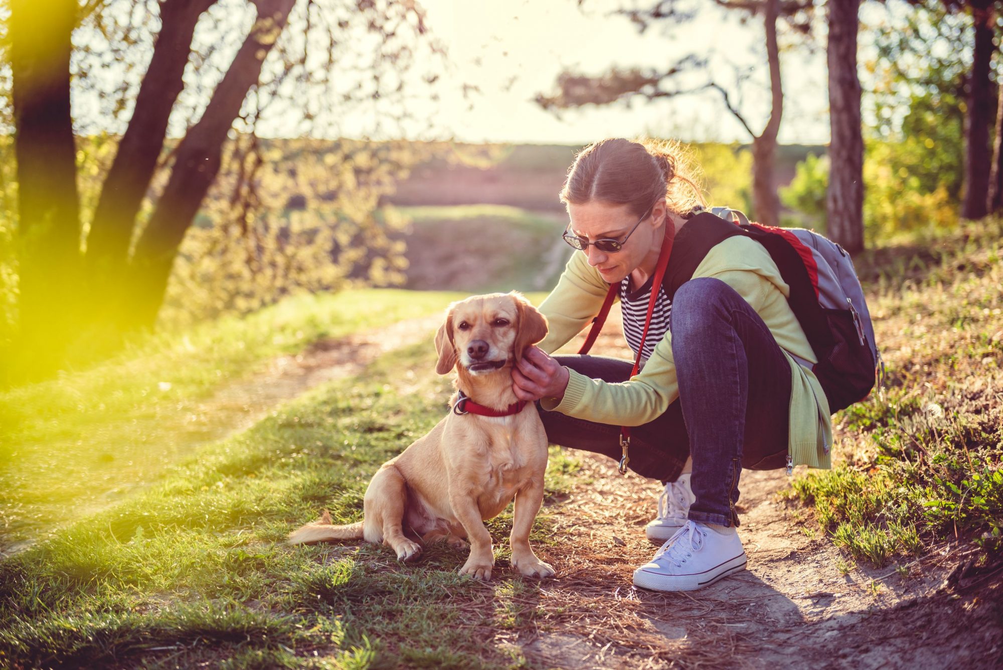 External parasites in pets.