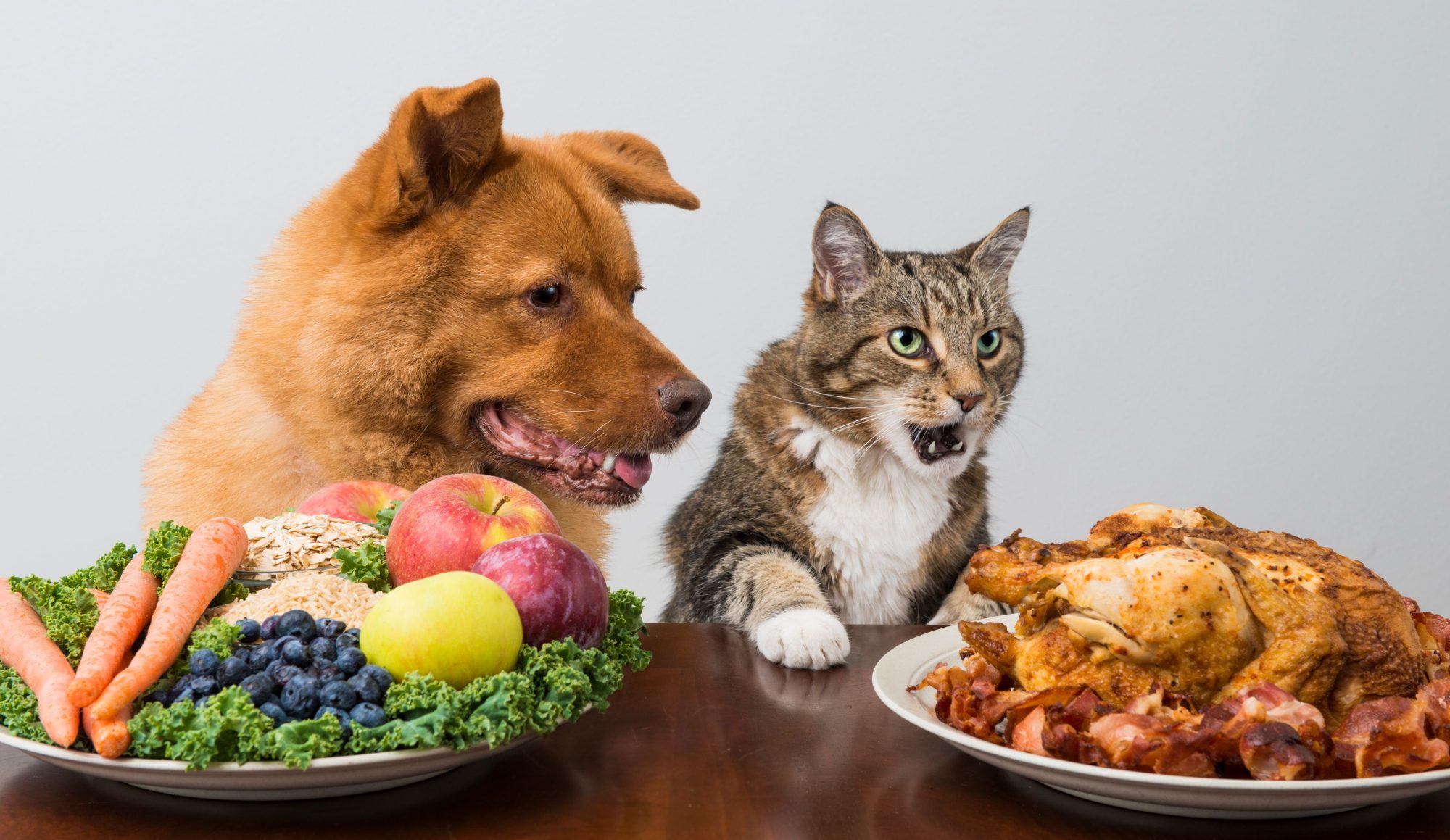 San Antonio cat and dog at holiday meal.