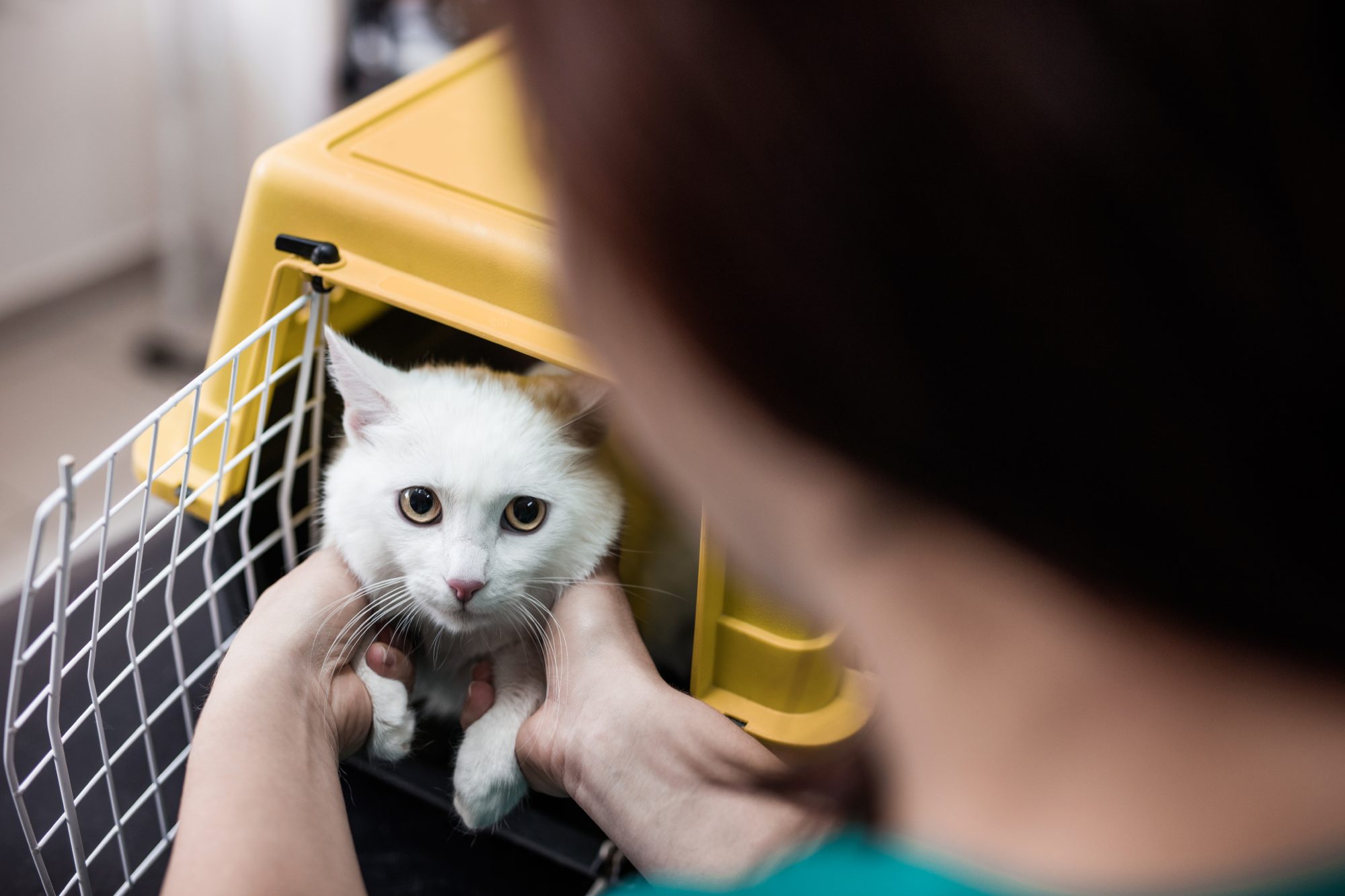 White cat in a cage at vet's office. Ten West Vet