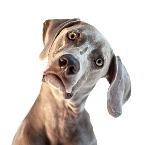 pet charities