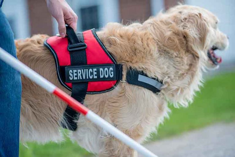 The Privileges and Protections of Service Animals and Their Handlers
