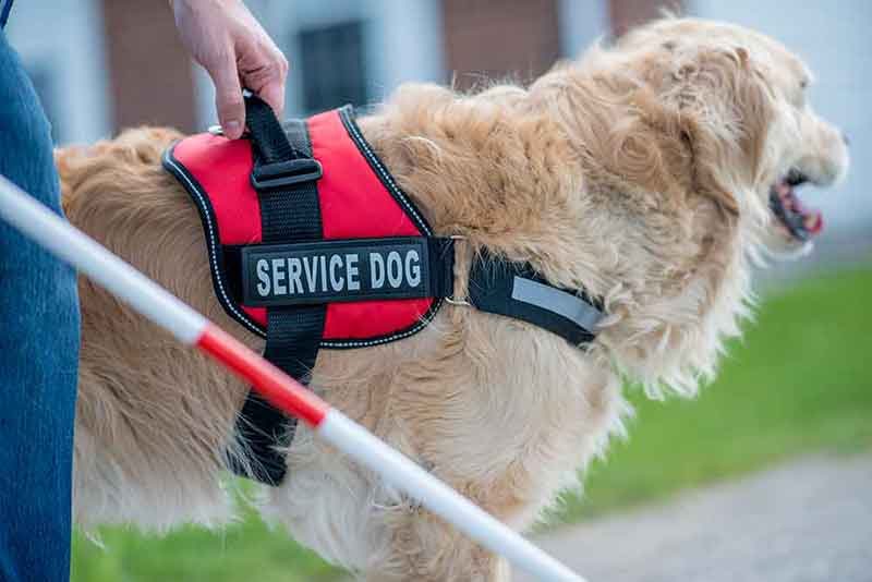 Service animals are working dogs that help people.