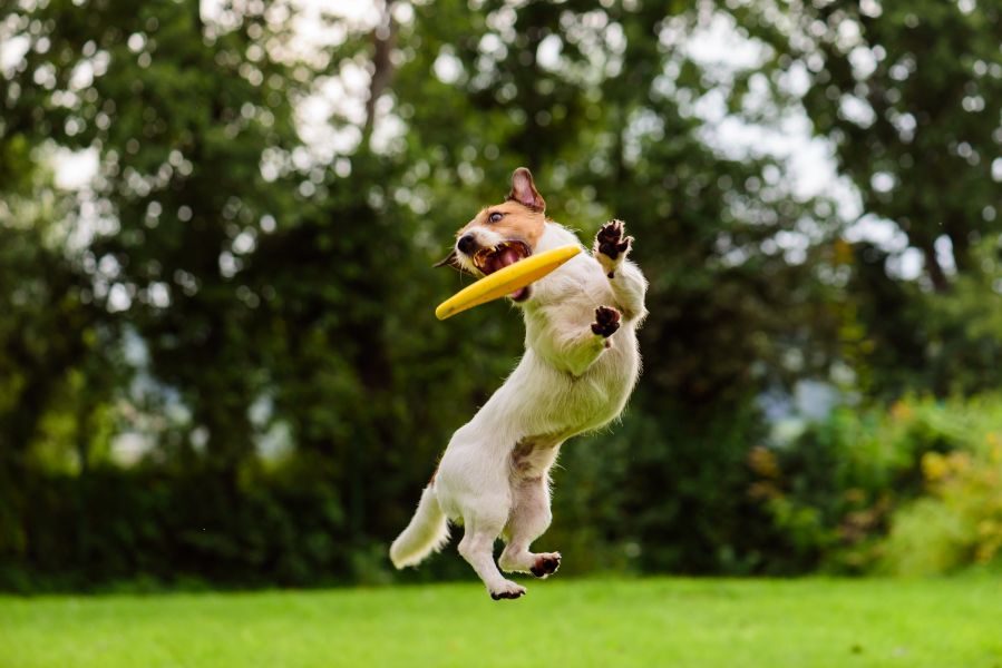 10 Boredom Busters for Your Dog