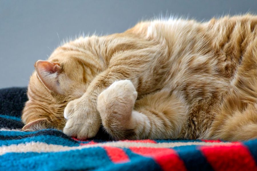 Cat Paws