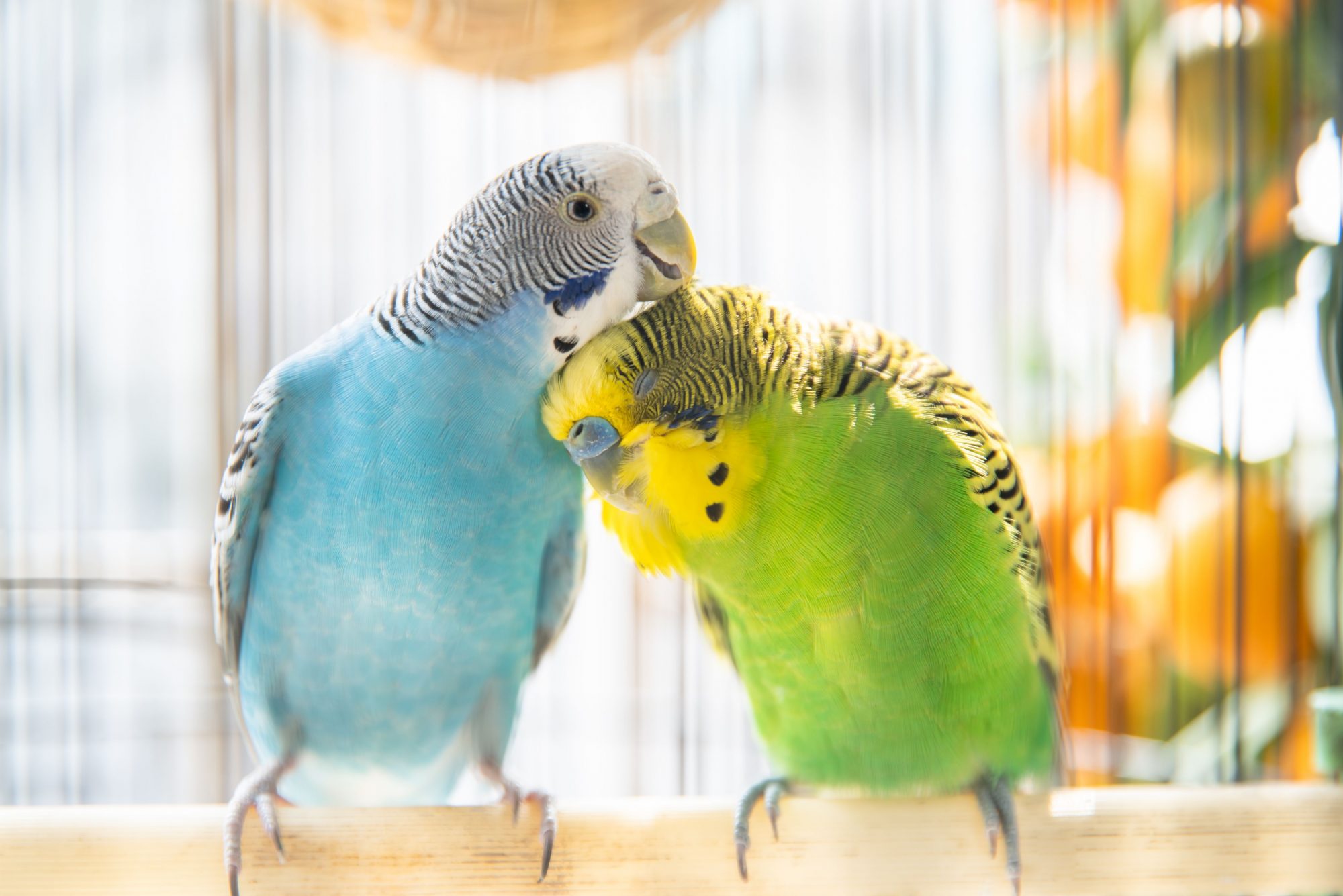 Avian shop exotic pets