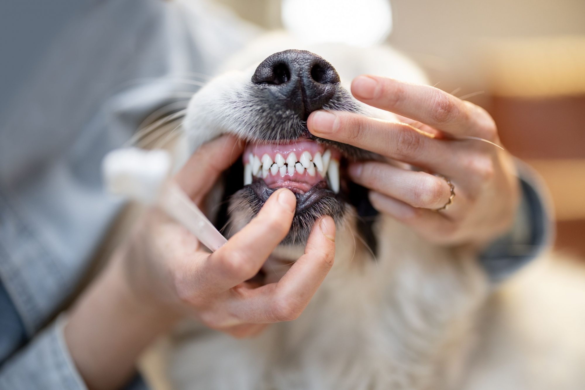 Pet dental care.