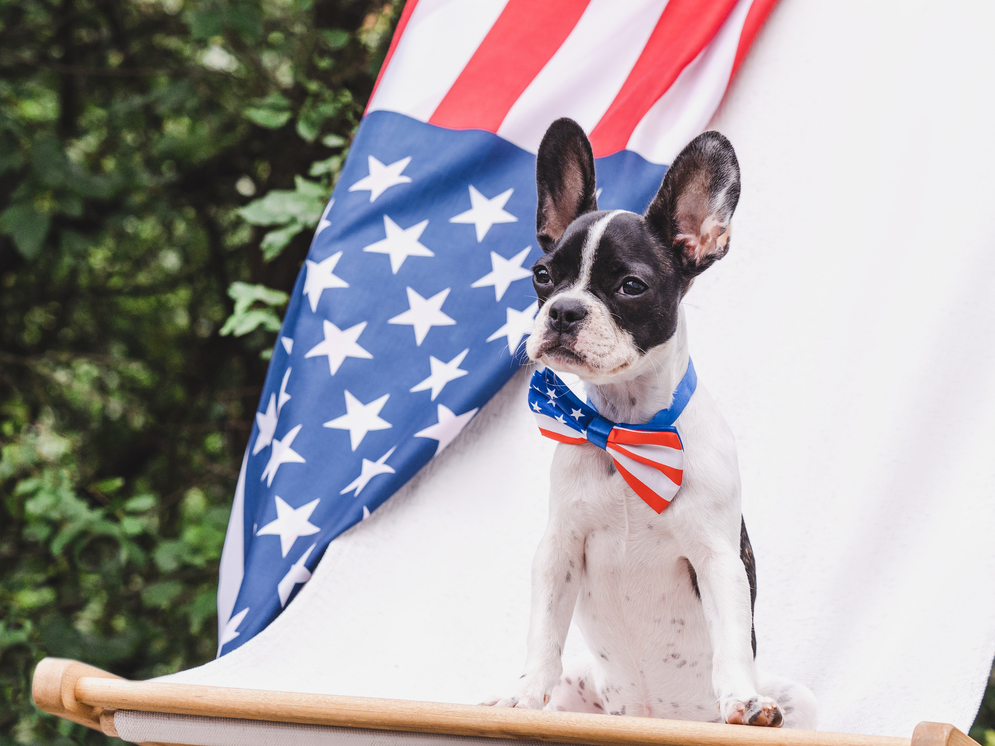 4th of July Pet Safety Tips.