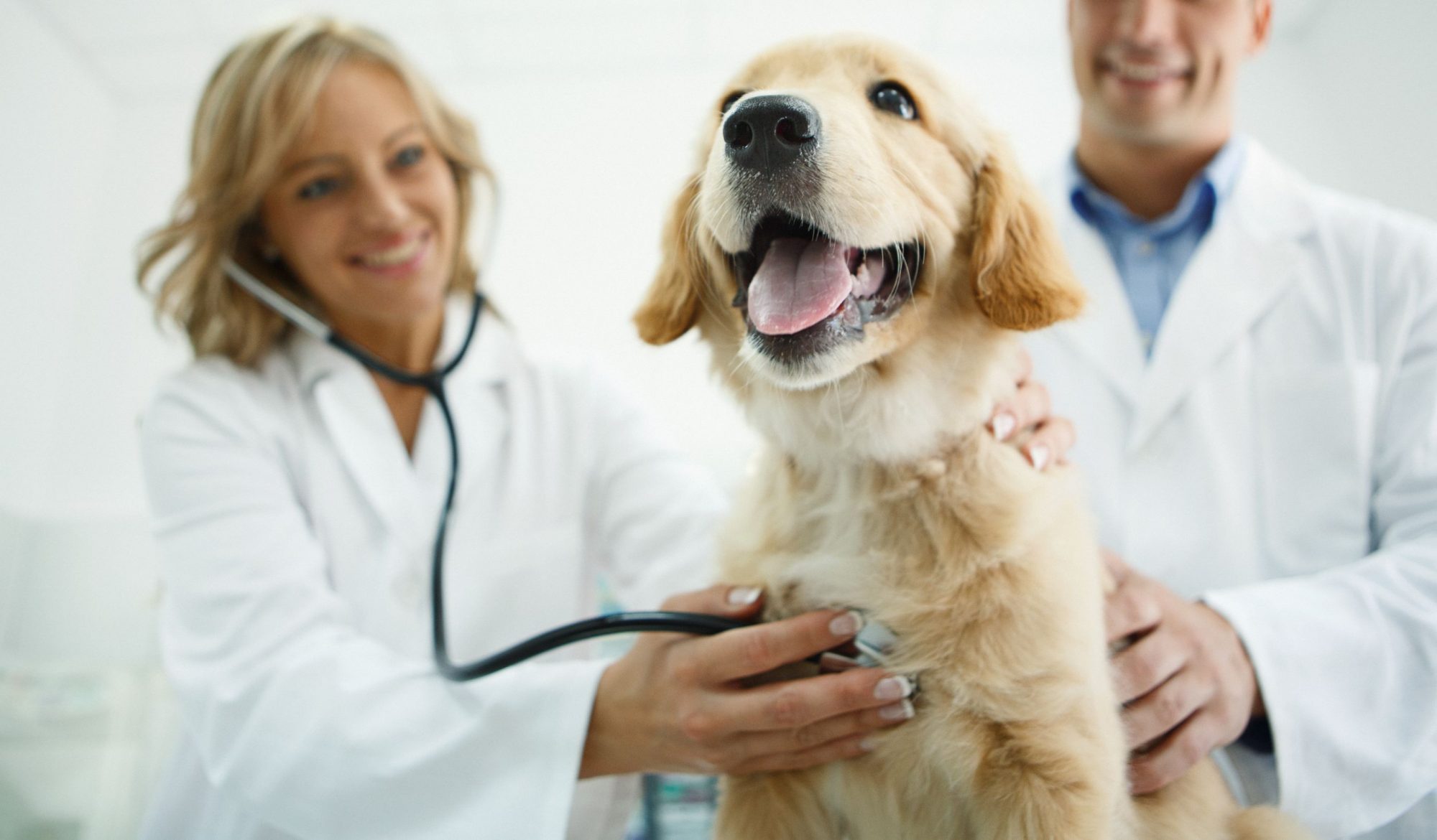 Dog at vet check-up.