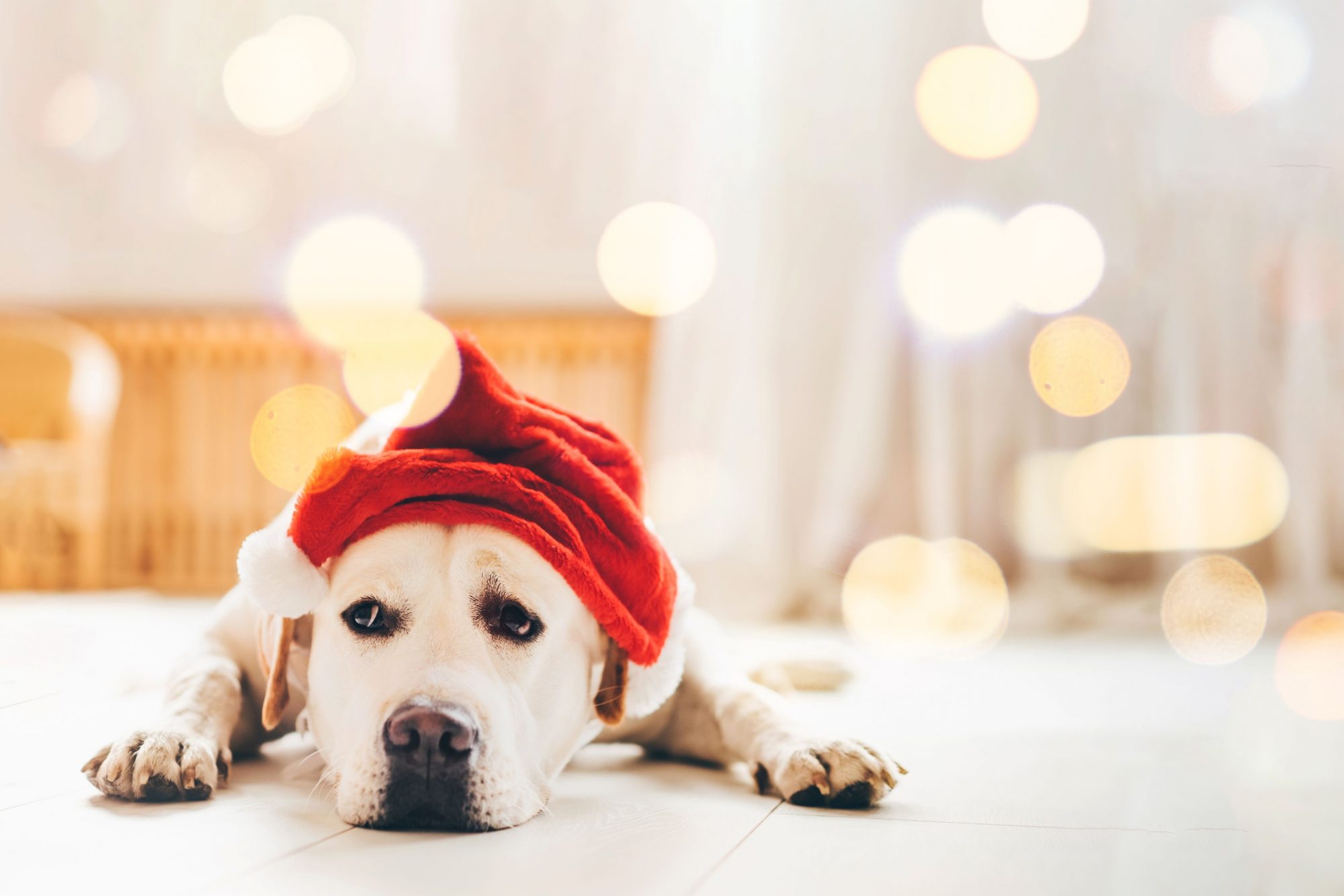 Sad dog in Santa hat.