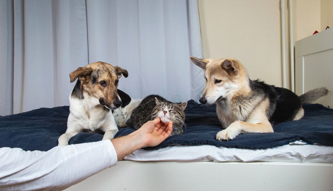 jealous dogs watching cat get pet