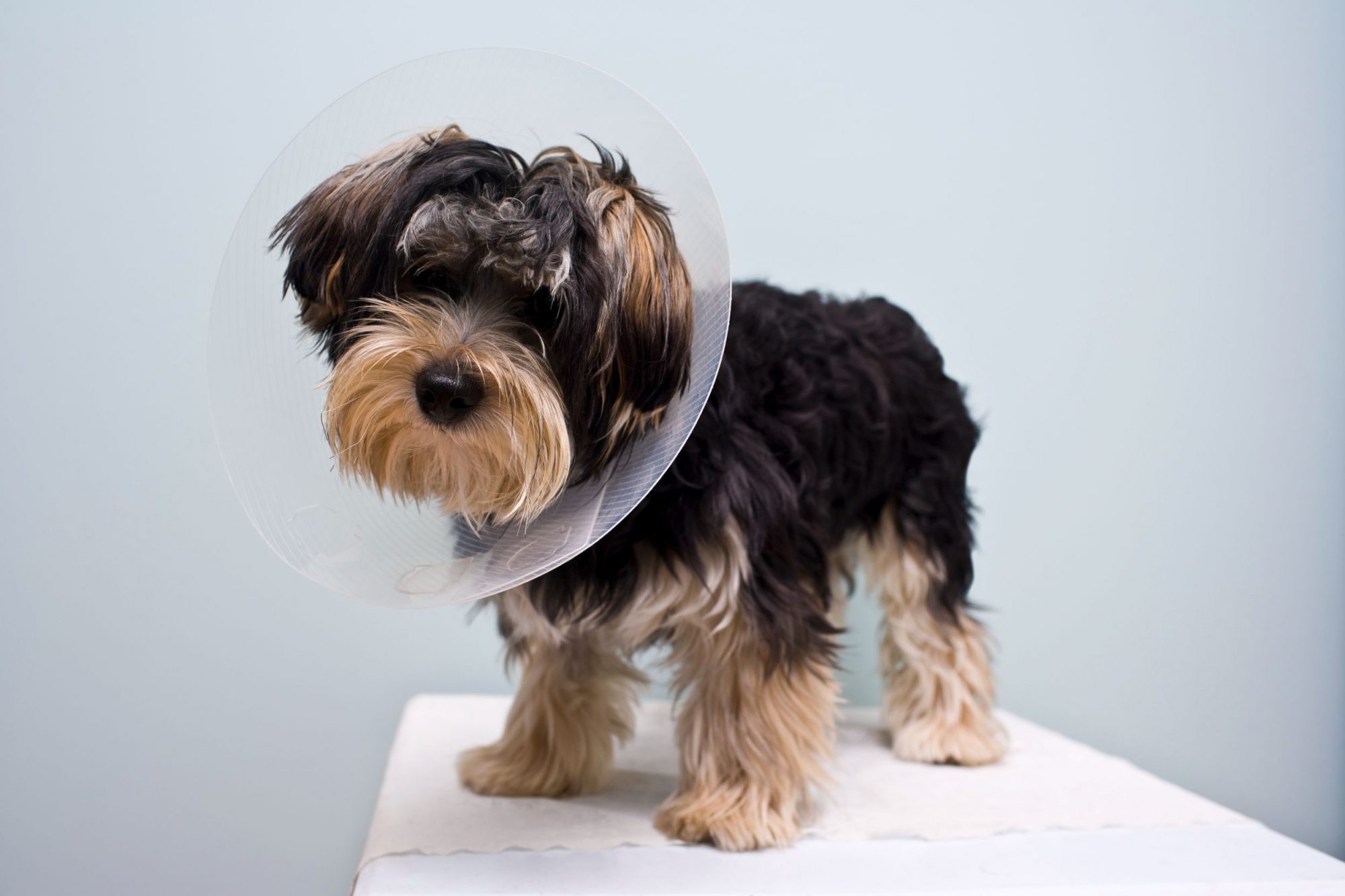 Dog with cone on its head.