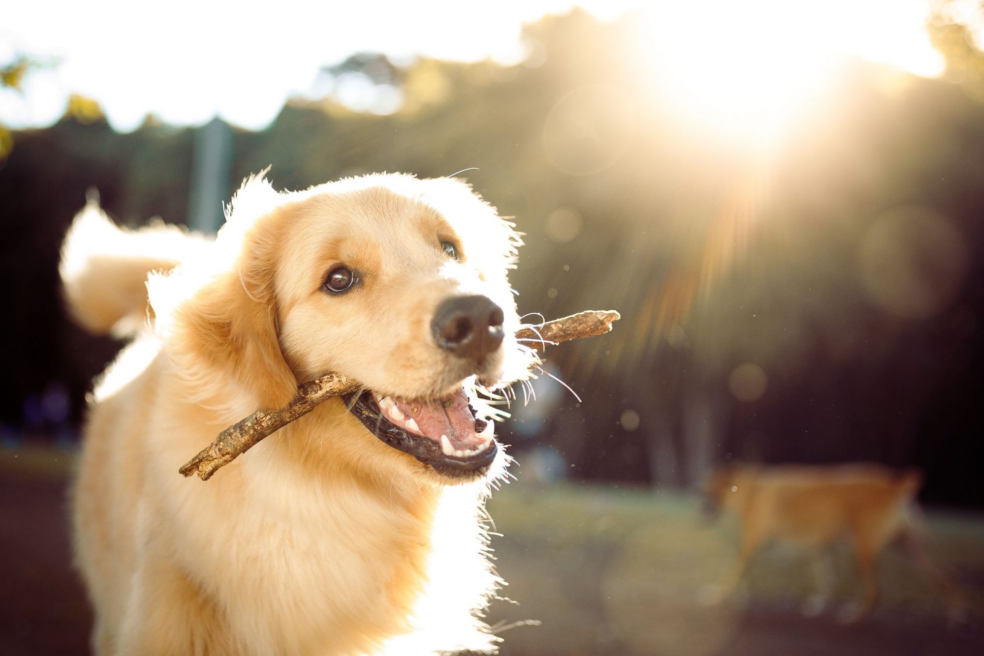 Dog outside with stick in mouth.