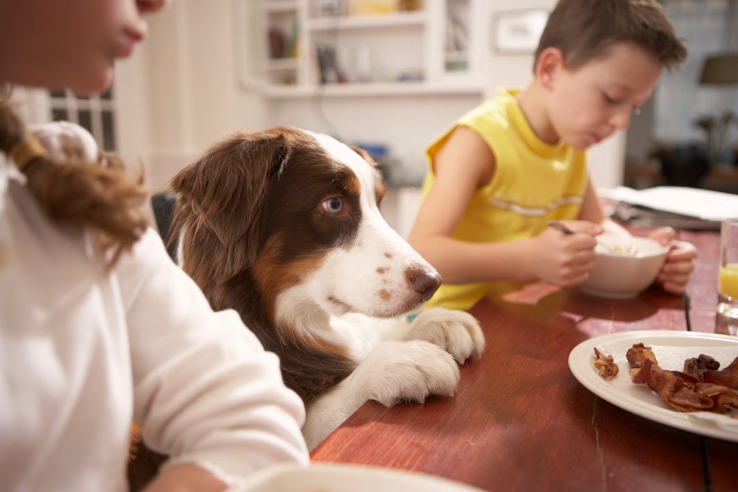 dog waiting for food on table.