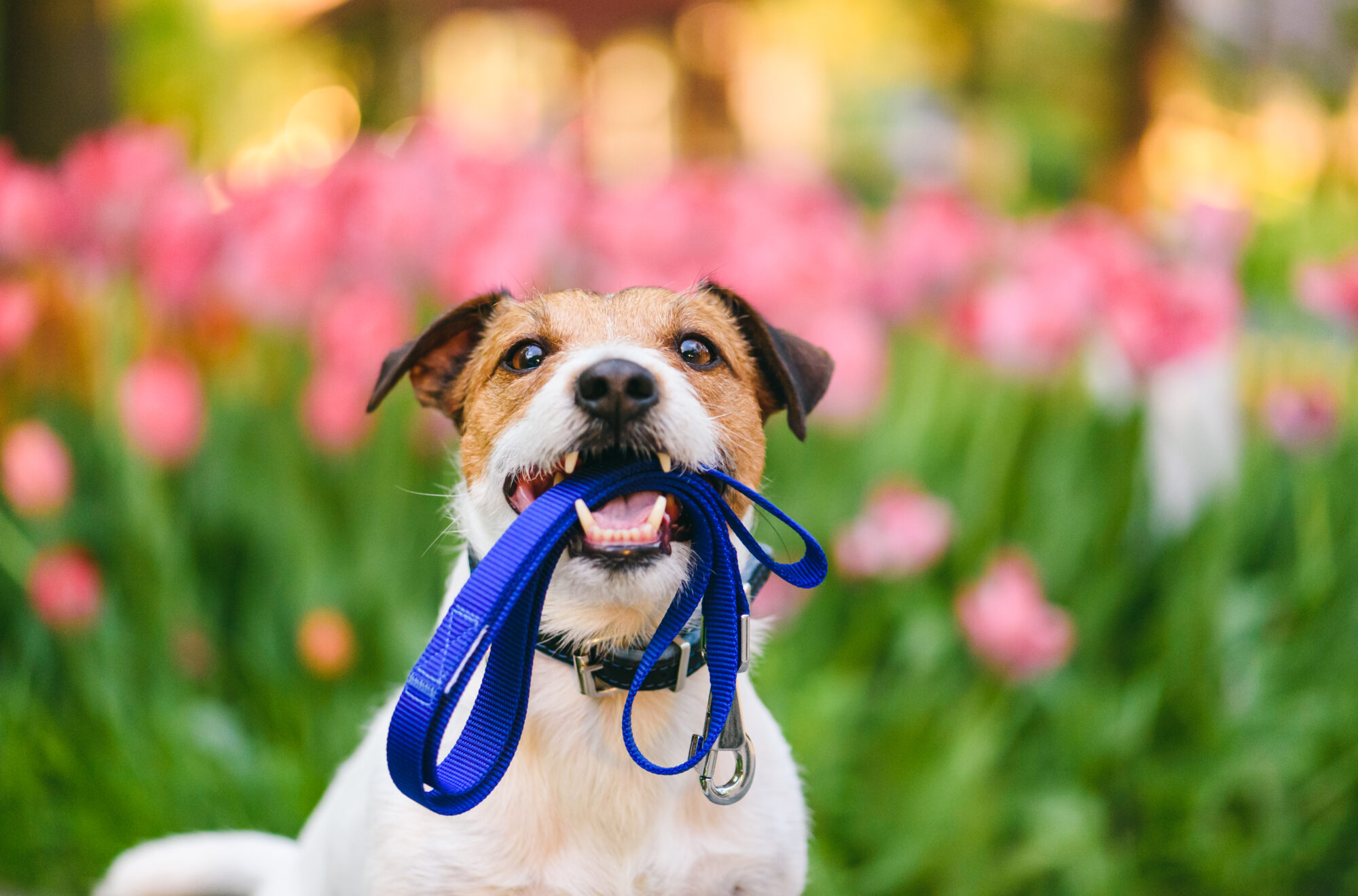 Dog holding a leash.