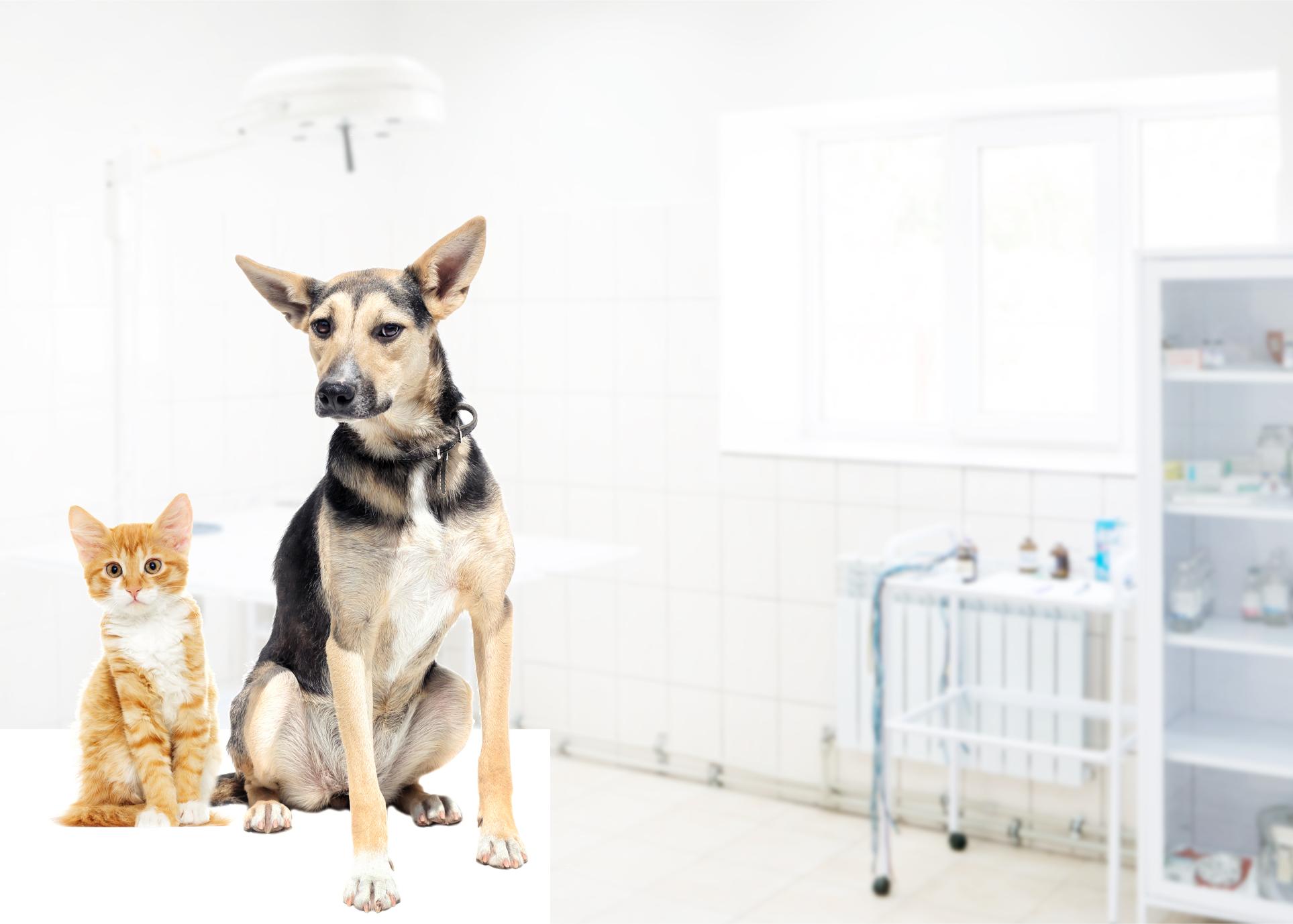 dog and kitten at the veterinary hospital.