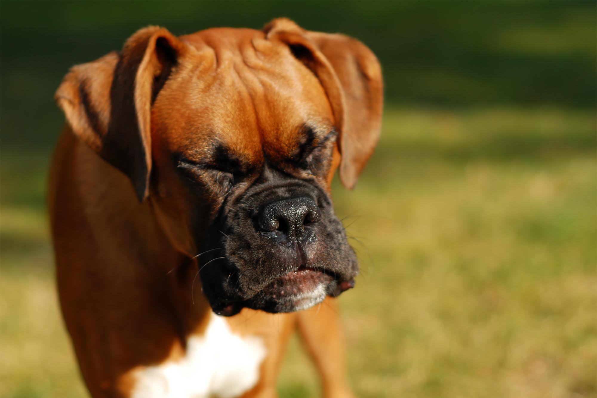 Is Benadryl Safe for Pets?