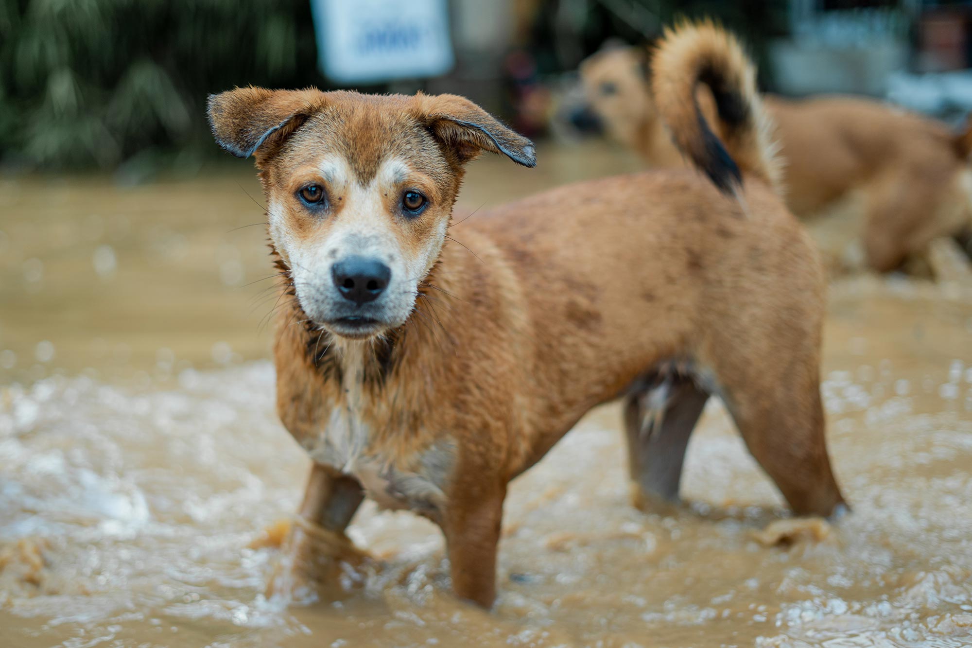 Leptospirosis: A Serious Threat to Texas Dogs