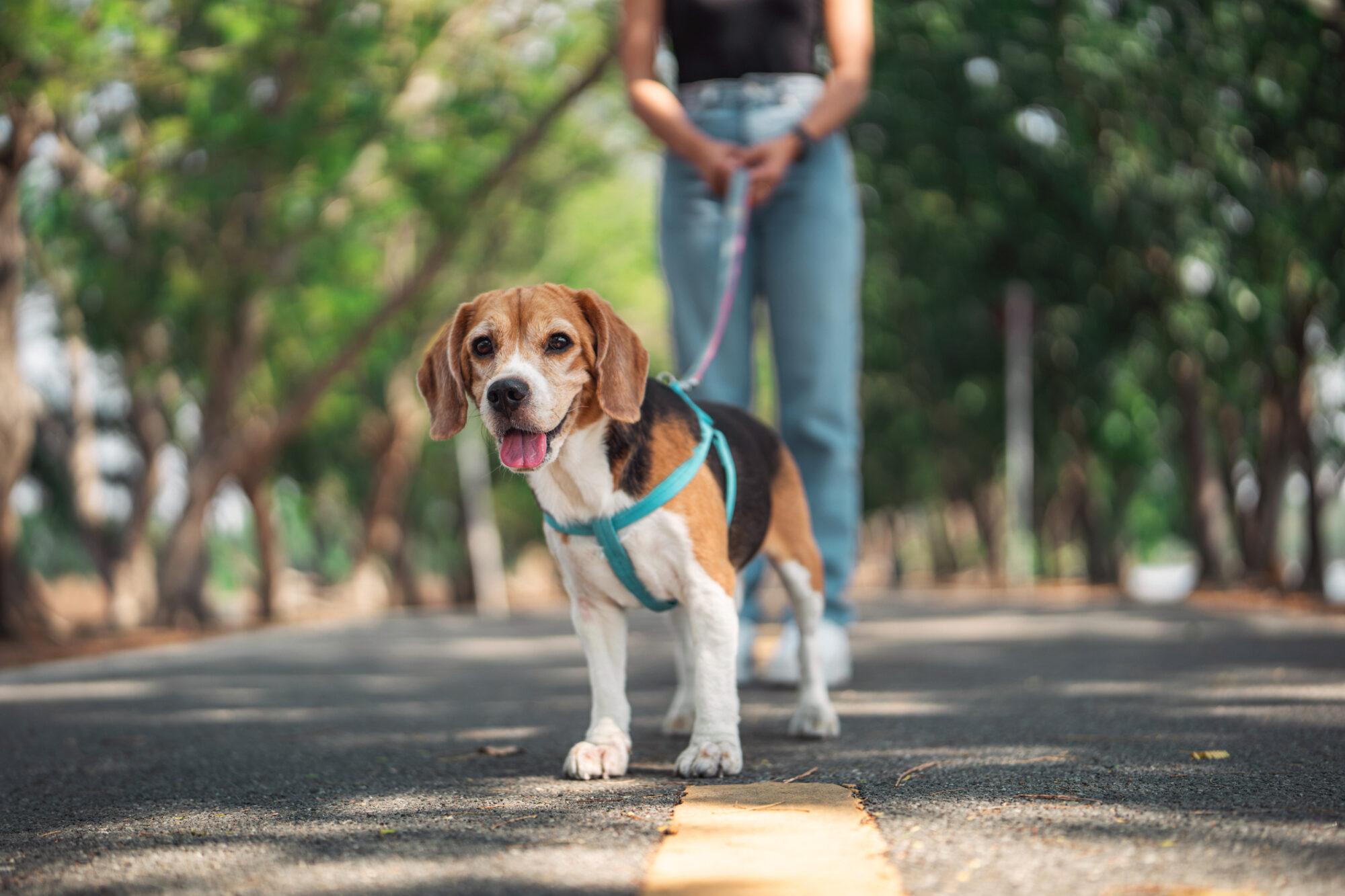 Protecting Your Dog's Paws in Summer