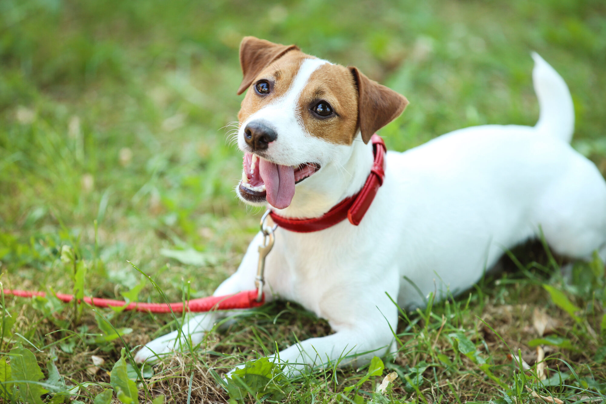 What Is the Gut Microbiome In Dogs?