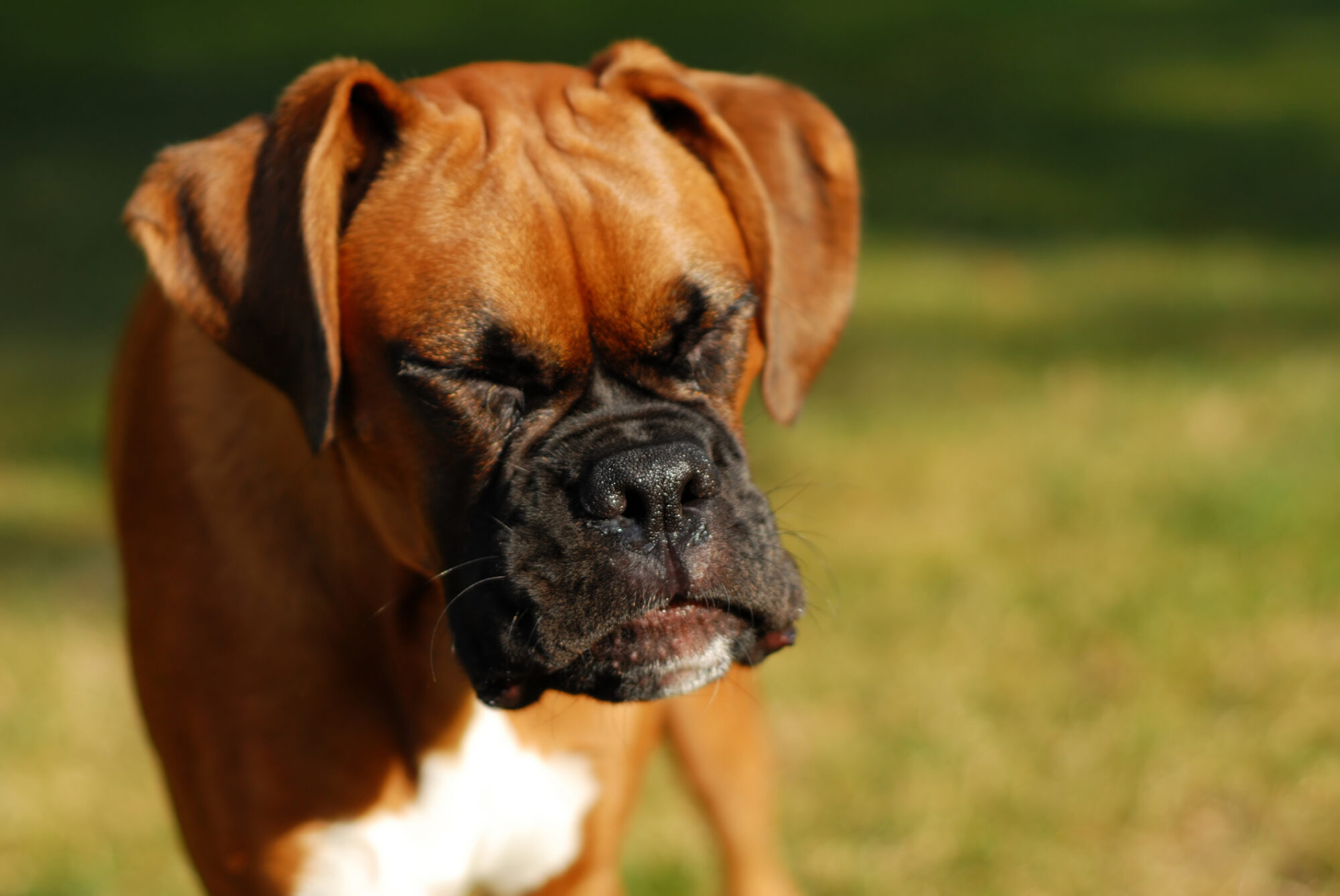 Is Benadryl safe for pets?
