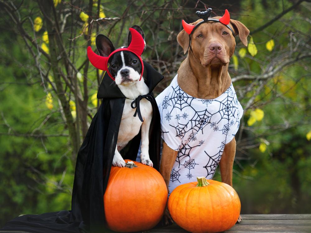 Halloween Pet Safety.