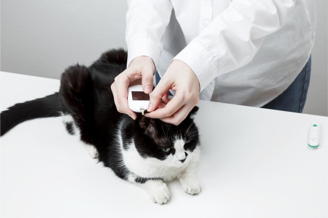 November is National Pet Diabetes Month.