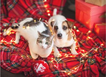 "Essential Holiday Tips for Pets Owners
".