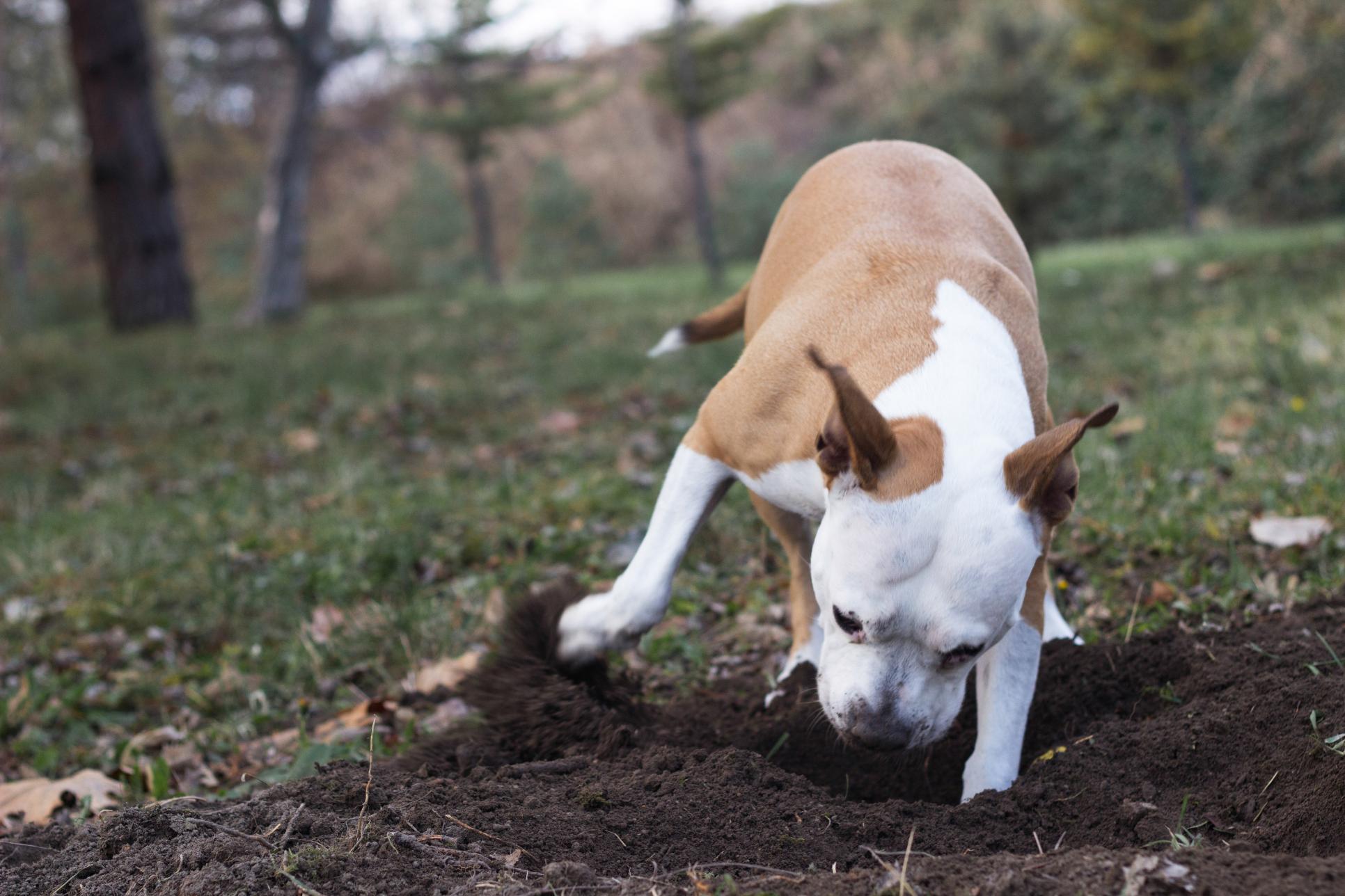 Dog eating dirt.