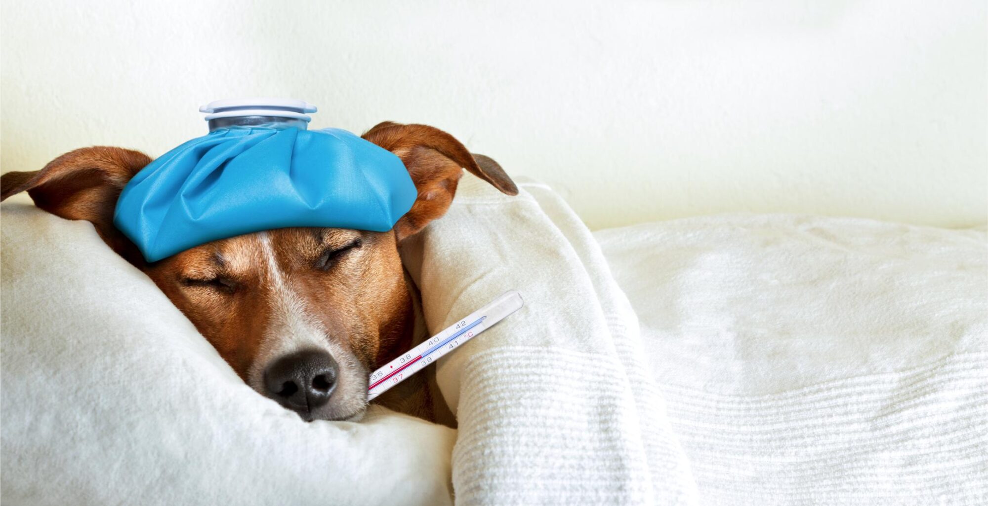 Sick dog with thermometer.