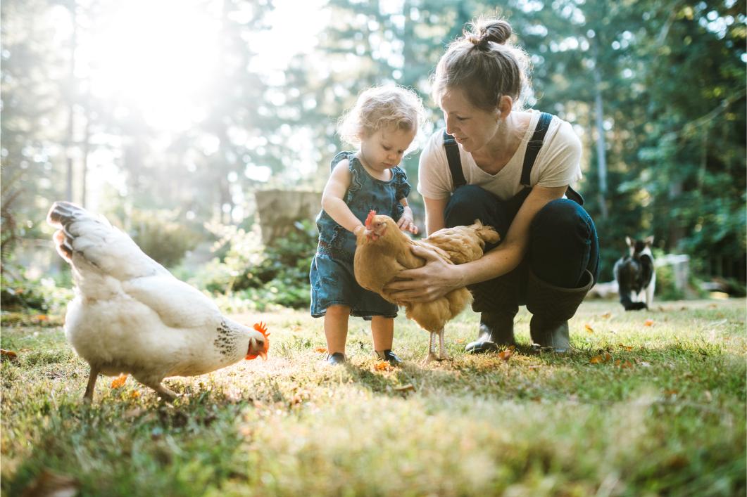 family raising chickens as pets.