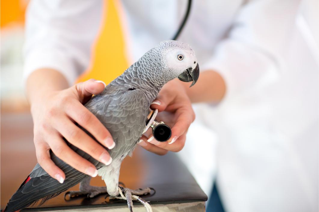 bird being examined by a vet.