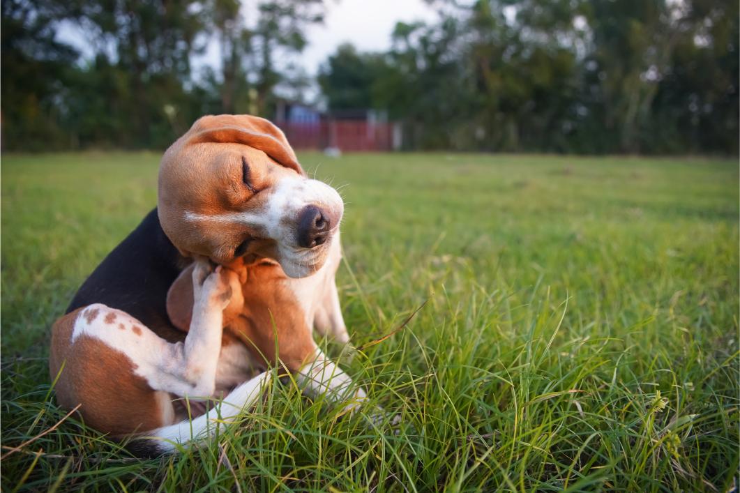adorable beagle dog scratching.