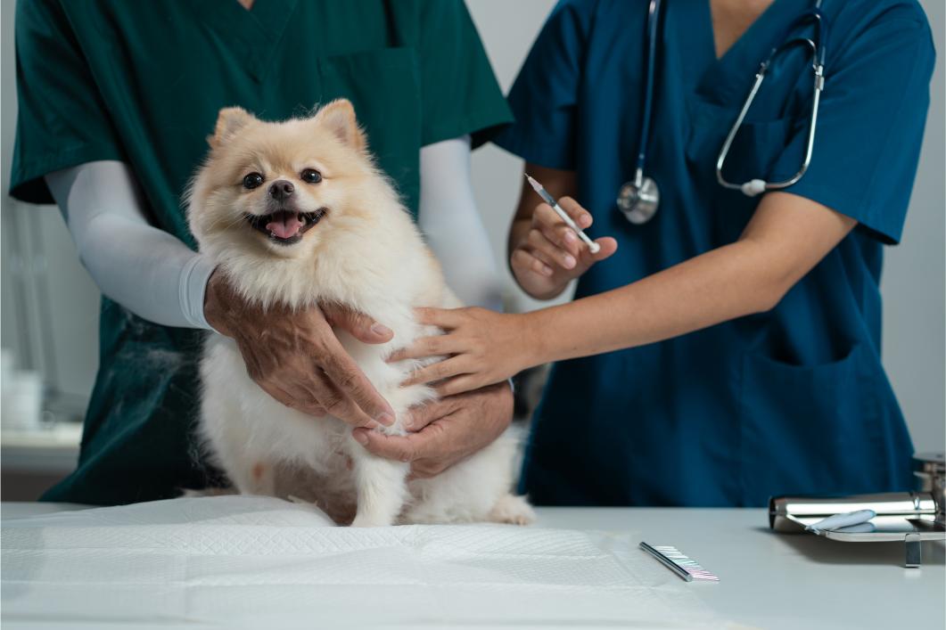 Dog getting lepto vaccine.