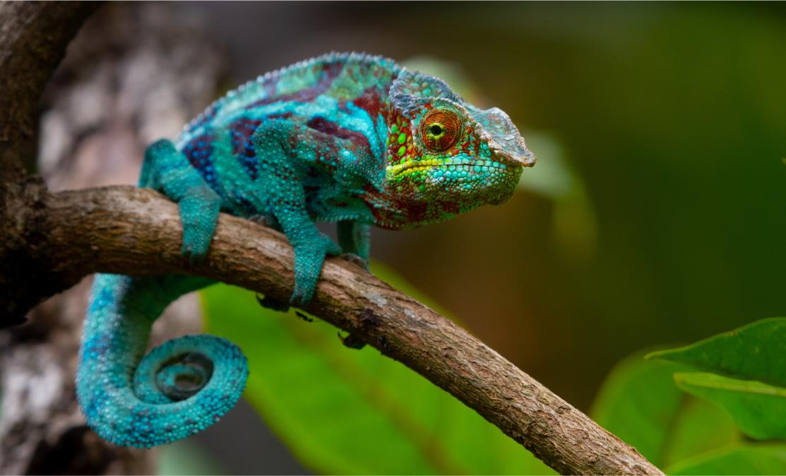 Chameleon on a branch.