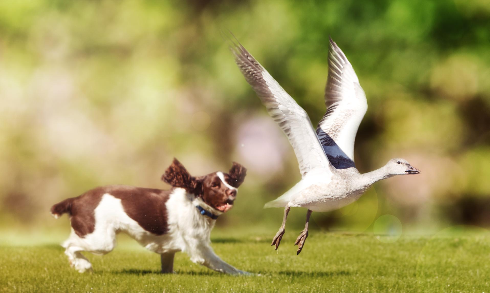 dog chasing bird.